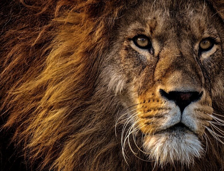 Mufasa : Le Roi Lion disponible à la location et l’achat