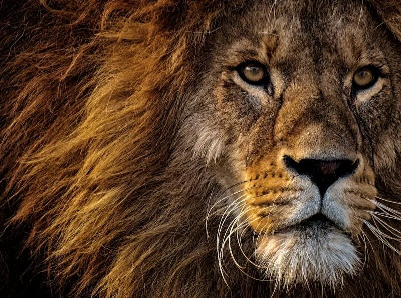 Mufasa : Le Roi Lion disponible à la location et l’achat
