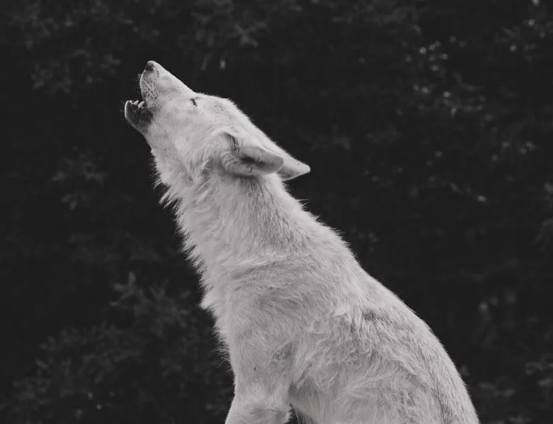 Teen Wolf Streaming : Où Regarder en VF ?